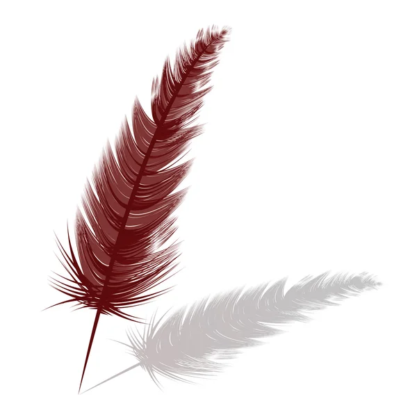 Red feather — Stock Photo, Image