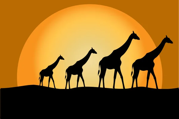 Жирафи у savana — стокове фото