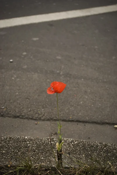 stock image Red Poppy flower