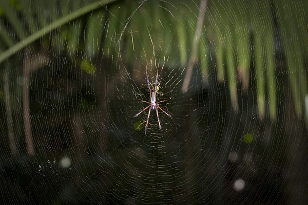 A spider on the net on Vallee de Mai — Stock Photo, Image
