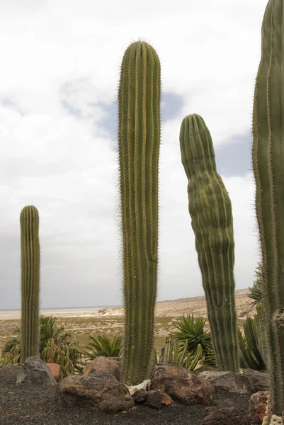 Kaktus på marken. — Stockfoto