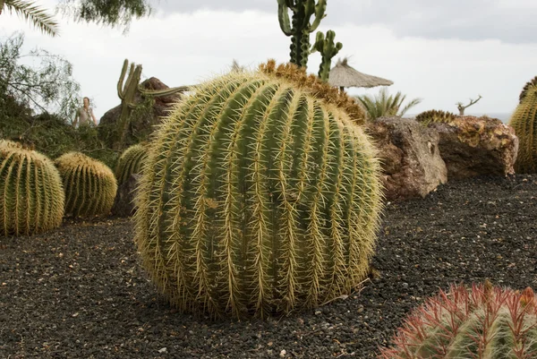 Kaktus på marken — Stockfoto