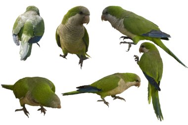 Monk parakeets clipart