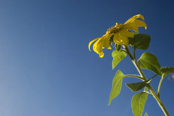 Sunflower petals closeup. Helianthus annuus — Stock Photo, Image