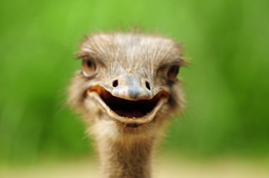 Curious ostrich clipart