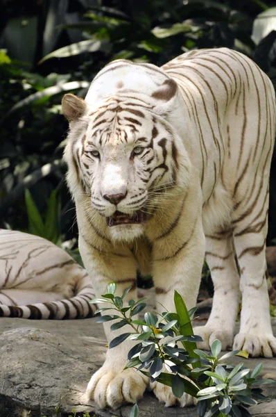 Άσπρη τίγρη Royalty Free Φωτογραφίες Αρχείου