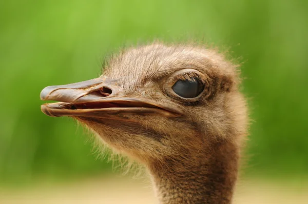 Retrato de avestruz Fotografia De Stock