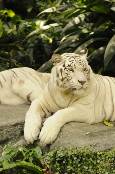 Descansando tigre branco Imagens De Bancos De Imagens