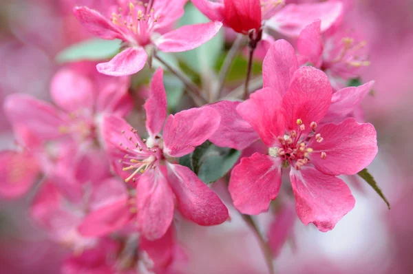 Pink apple tree — Stock Photo, Image