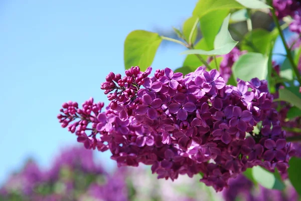 stock image Branch of lilac