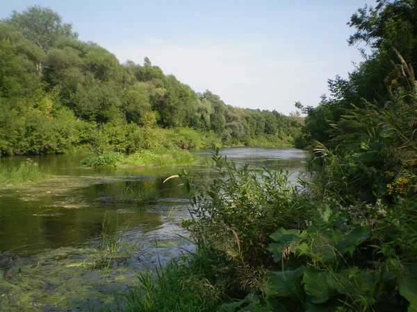 Stock image River forest