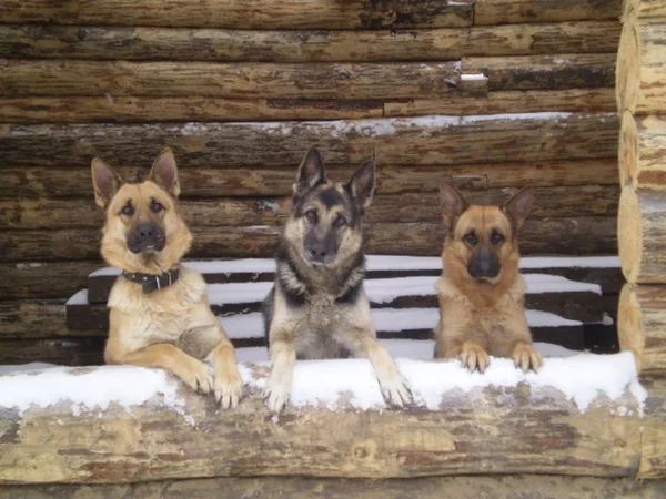 stock image Dogs