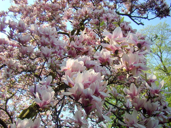 Zomer. Magnolia — Stockfoto