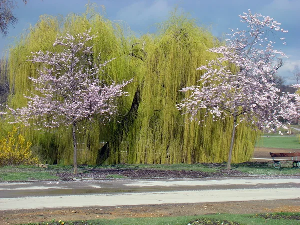 春天。柳树 免版税图库照片