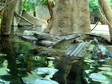 Gavial