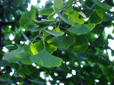 Ginkgo biloba