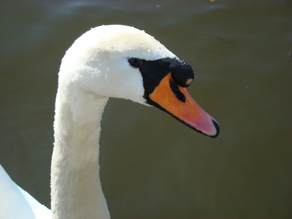 stock image Swan