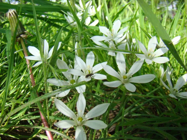 stock image Flowers