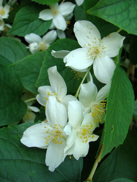 stock image Jasmine