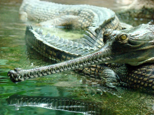 Gavial Stock Picture