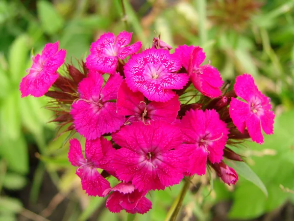 stock image Rose flower