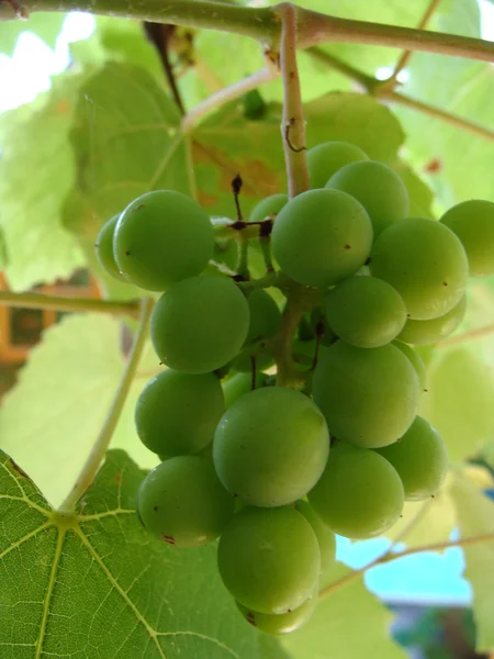 Grapes cluster — Stock Photo, Image