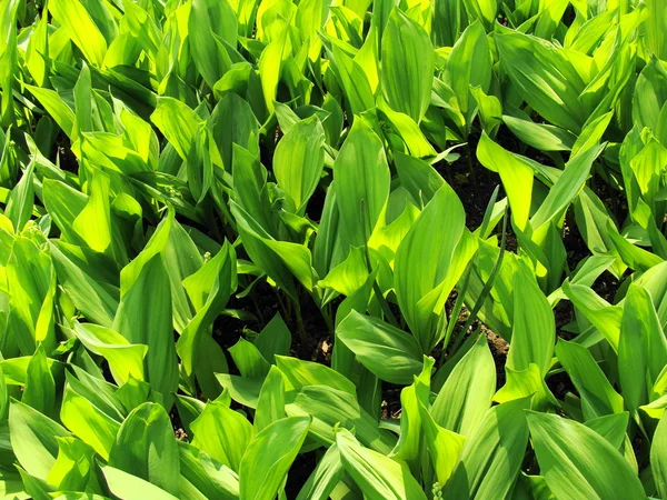 Stock image Dense leaves of a lily of the valley