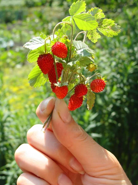 Wild strawberry in a female hand Stock Photo