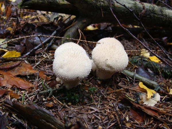 Deux champignons — Photo