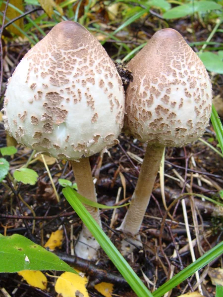 Zwei Pilze — Stockfoto