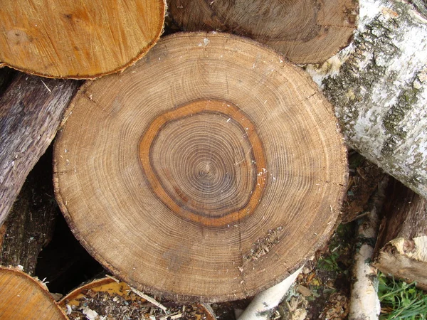Foto de una estructura del árbol cortado — Foto de Stock