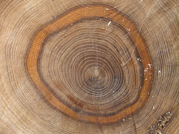 Φωτογραφία μιας δομής του δέντρου κομμένα — Φωτογραφία Αρχείου