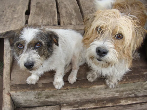 Melez köpekler.