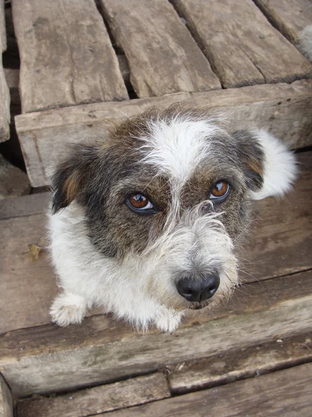 stock image Mongrel dog