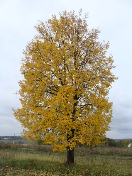 Eenzame herfst boom Stockafbeelding