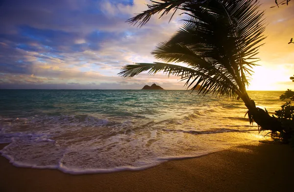 Pacific soluppgången genom palmerna — Stockfoto