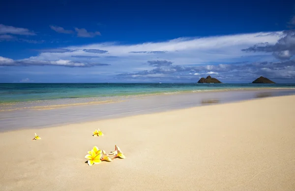 Plumeria flores na areia — Fotografia de Stock