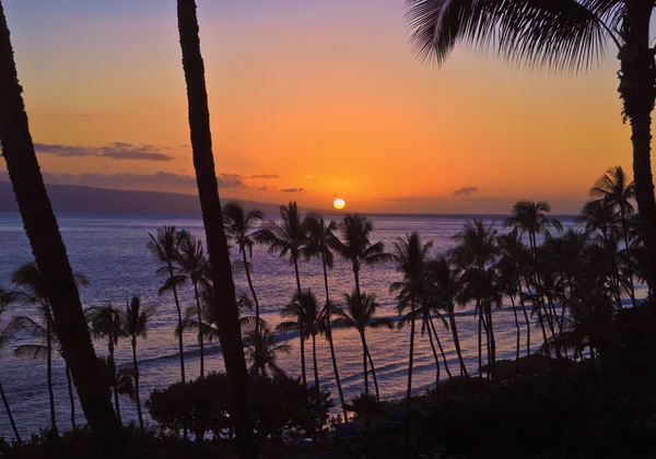 Zonsondergang door palmen — Stockfoto