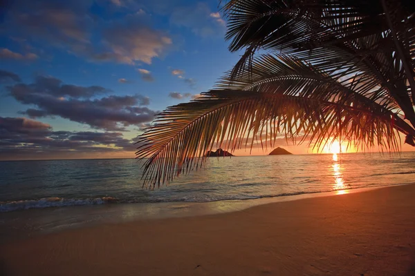 Soluppgången genom palmerna Stockbild