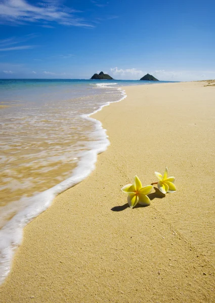 노란색 plumeria 꽃 하얀 모래에 누워 — 스톡 사진