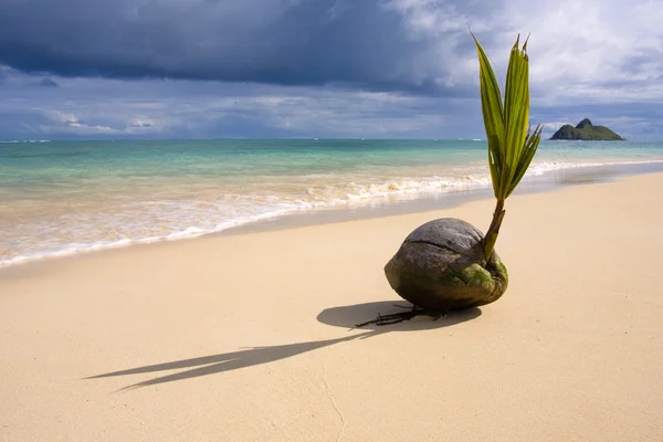 stock image Sprouting coconut washes up on the shore