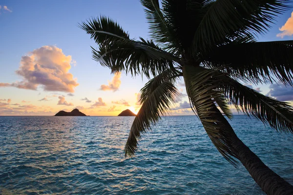 Pacific soluppgången genom kokos palmer — Stockfoto