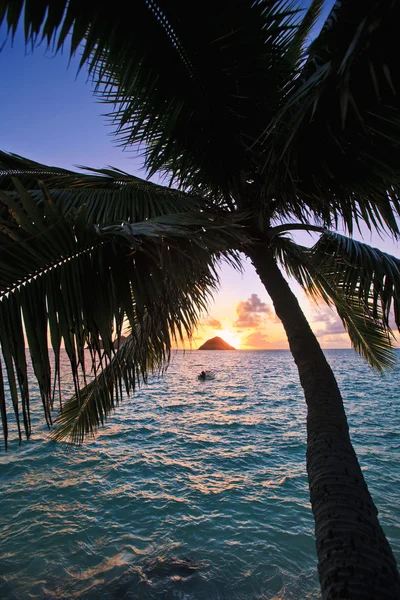 Тихоокеанський sunrise через кокосових пальм — стокове фото