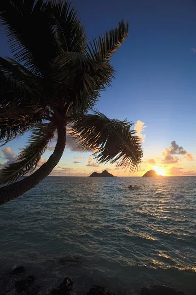 Pacyfiku wschód przez palmy kokosowe — Zdjęcie stockowe