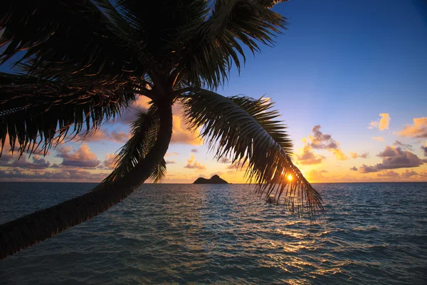 Pacific sunrise through the coconut palms — Stock Photo, Image