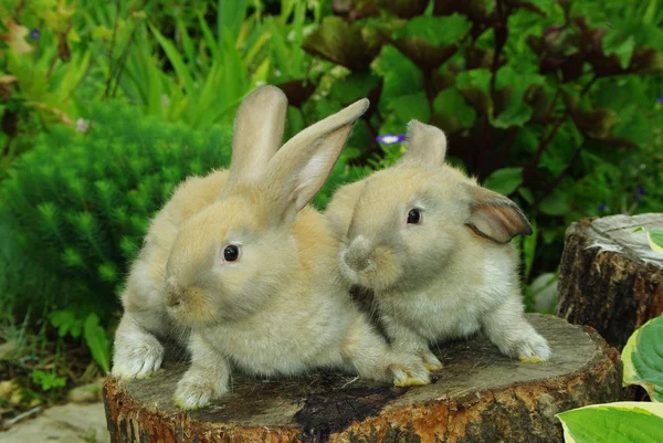 Weinig konijnen op de stomp — Stockfoto