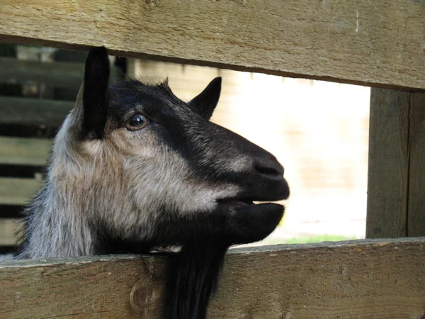 stock image Goat