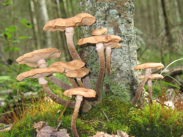 Mushroms in the forest. — Stock Photo, Image