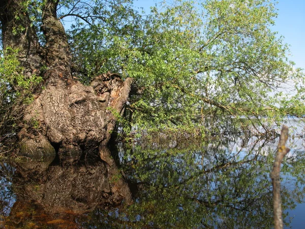Old fallen tree — Stock Photo, Image