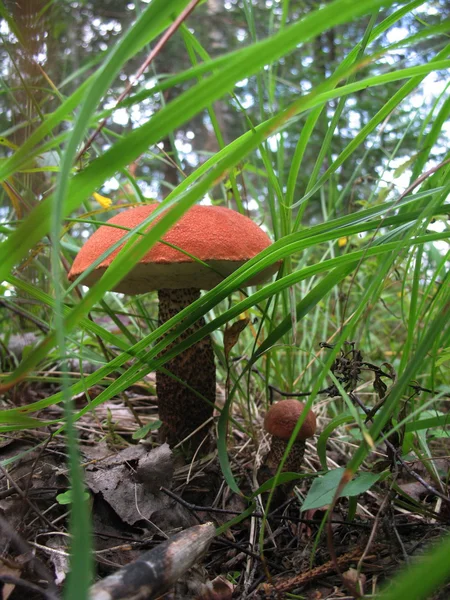 Pilze im Wald 1 — Stockfoto
